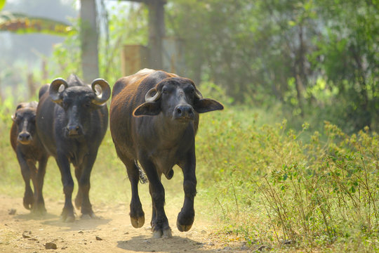 buffalo