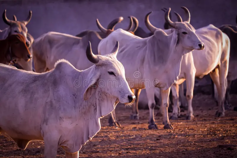 holy-indian-cow-govshal
